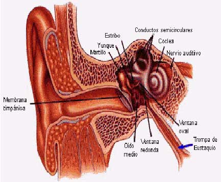 diagrama del oido